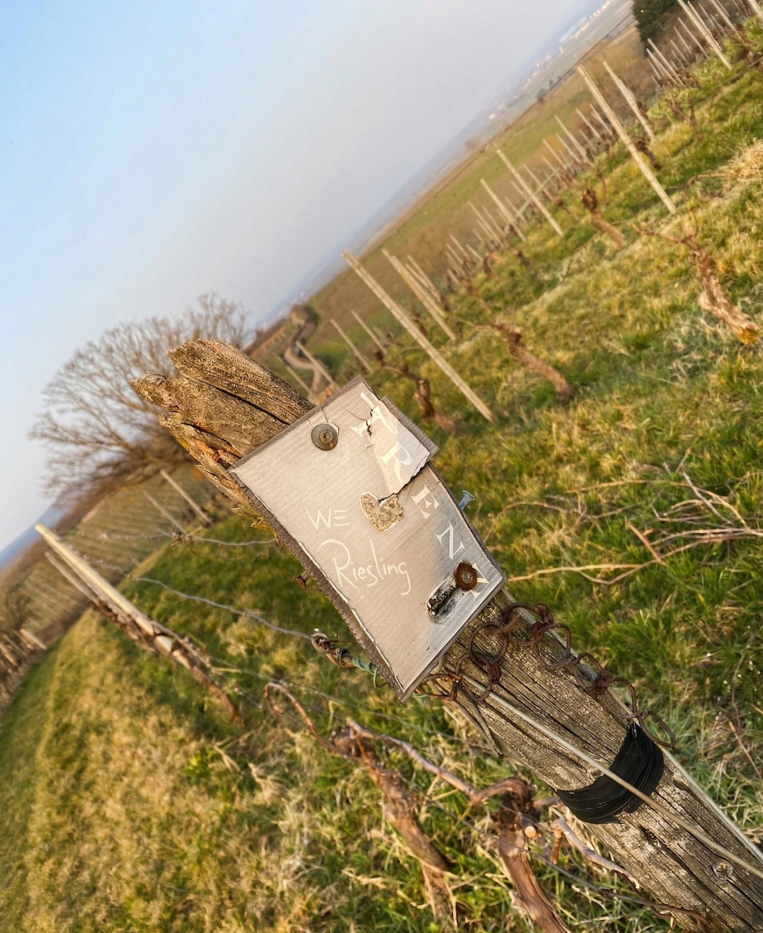Weingut Trenz